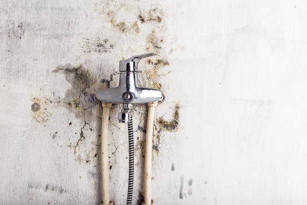 Best Mold Testing  in Goliad, TX
