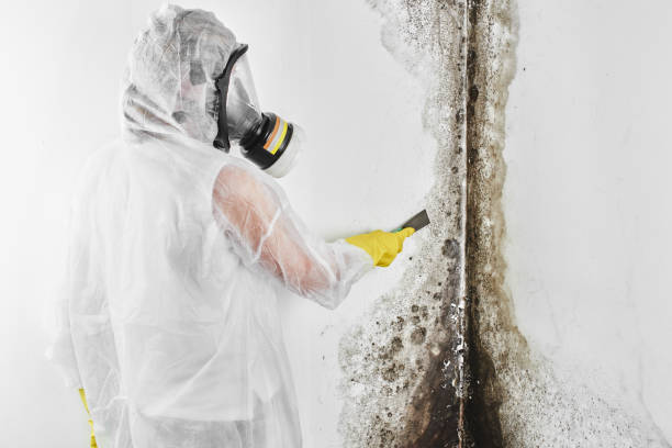 Best Mold Removal Process  in Goliad, TX