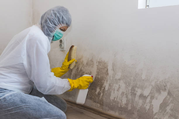 Best Toxic Mold Removal  in Goliad, TX