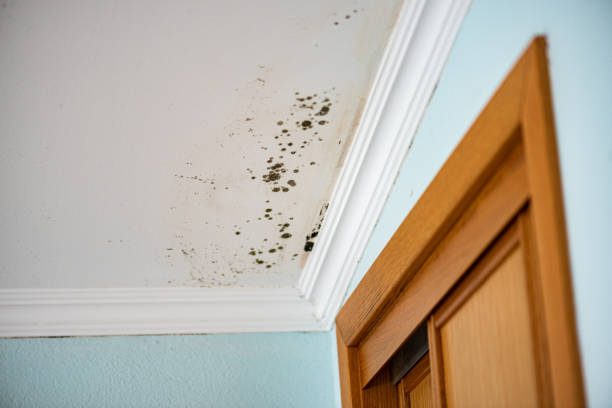 Best Mold Cleaning Services  in Goliad, TX