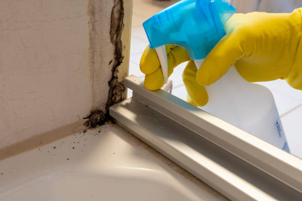 Mold Removal Process in Goliad, TX