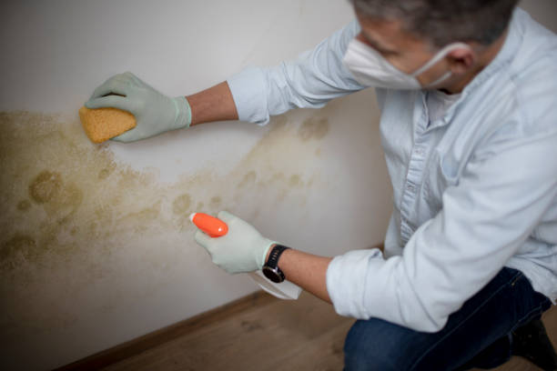 Best Toxic Mold Removal  in Goliad, TX