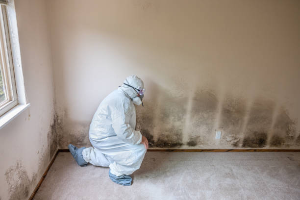Professional Mold Removal in Goliad, TX