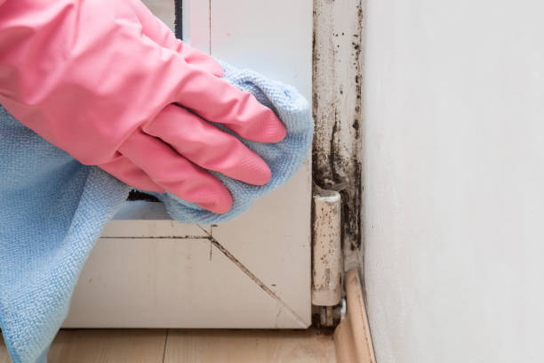 Best Emergency Mold Removal  in Goliad, TX