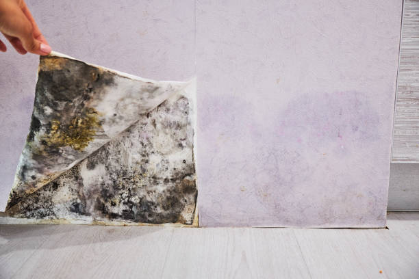 Best Home Mold Removal  in Goliad, TX